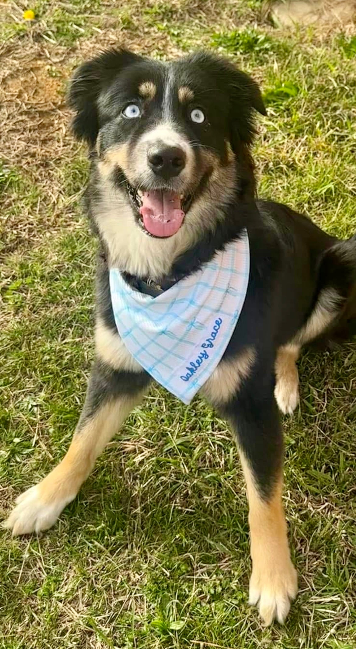 Simple Blue Bows