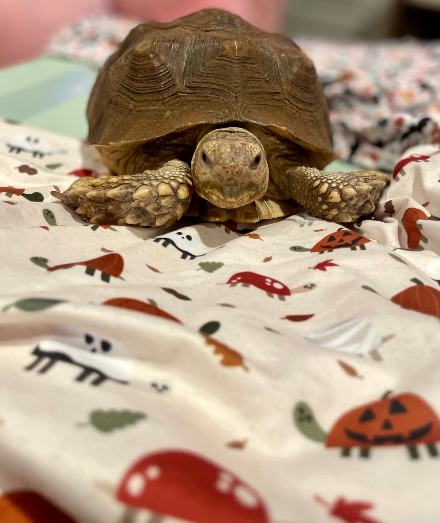 Halloween Turtles