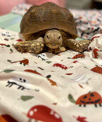 Halloween Turtles